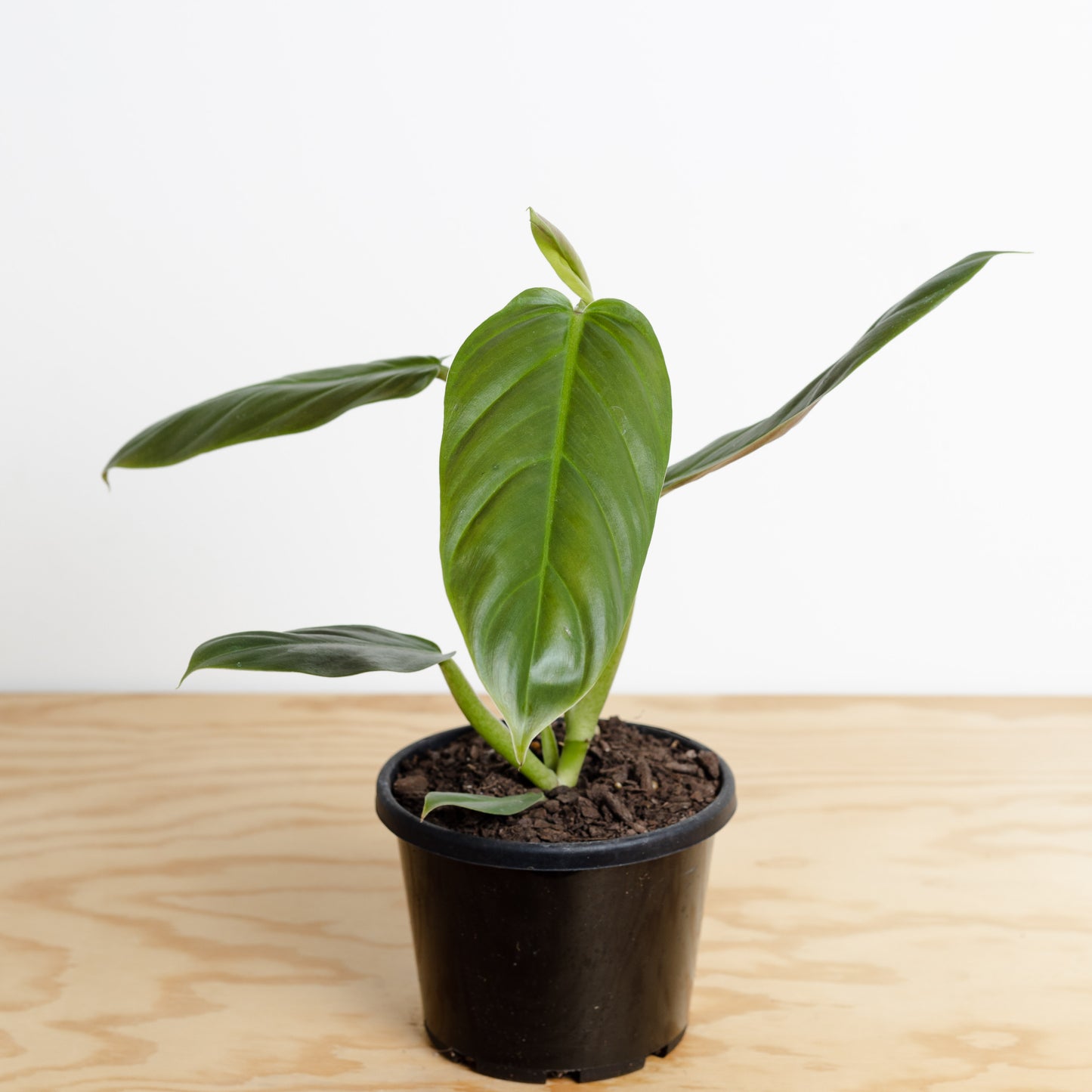 Philodendron Subhastatum *RARE* (130mm Pot Size)