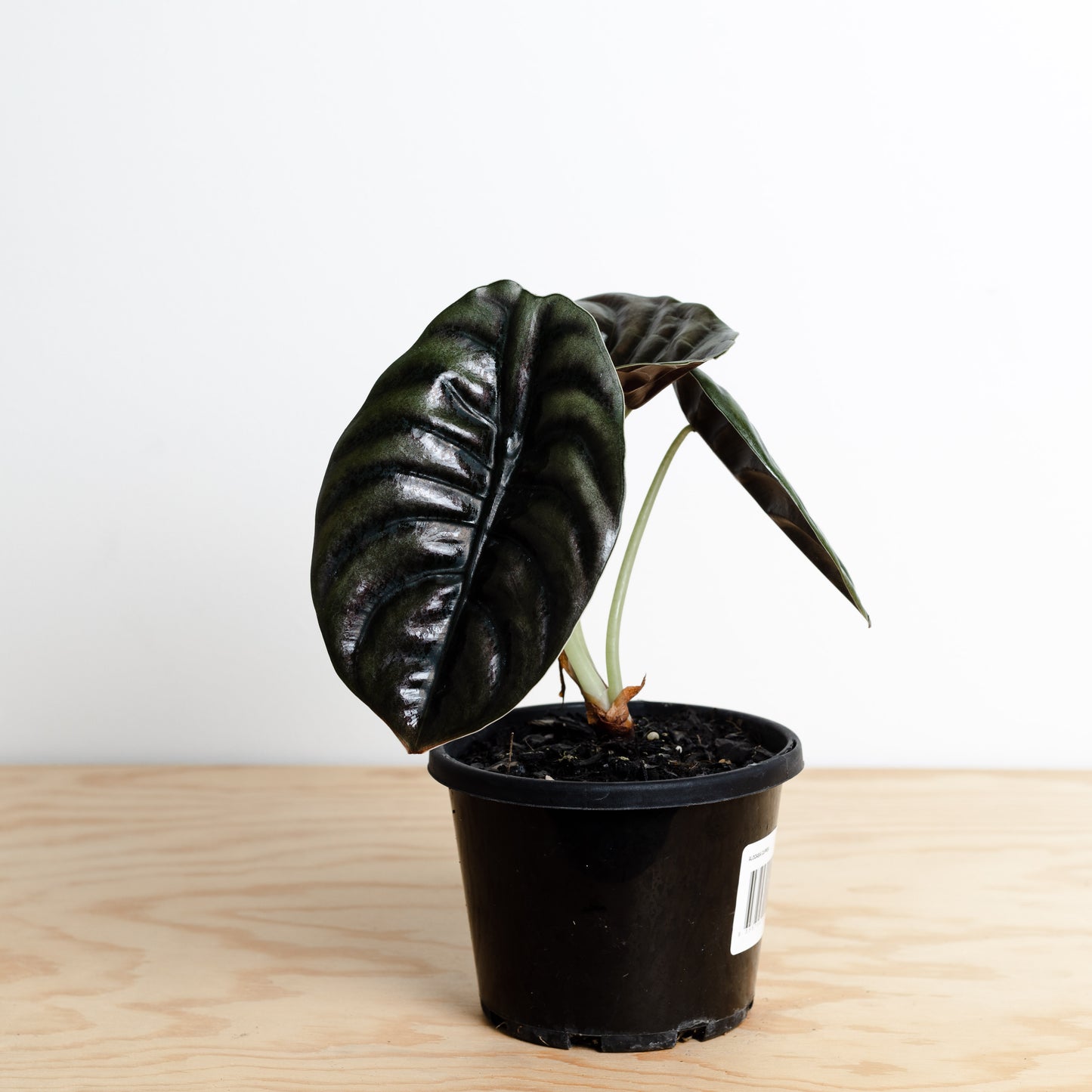 Alocasia Cuprea (140mm Pot Size)