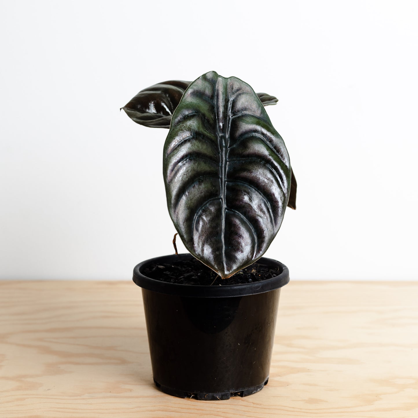 Alocasia Cuprea