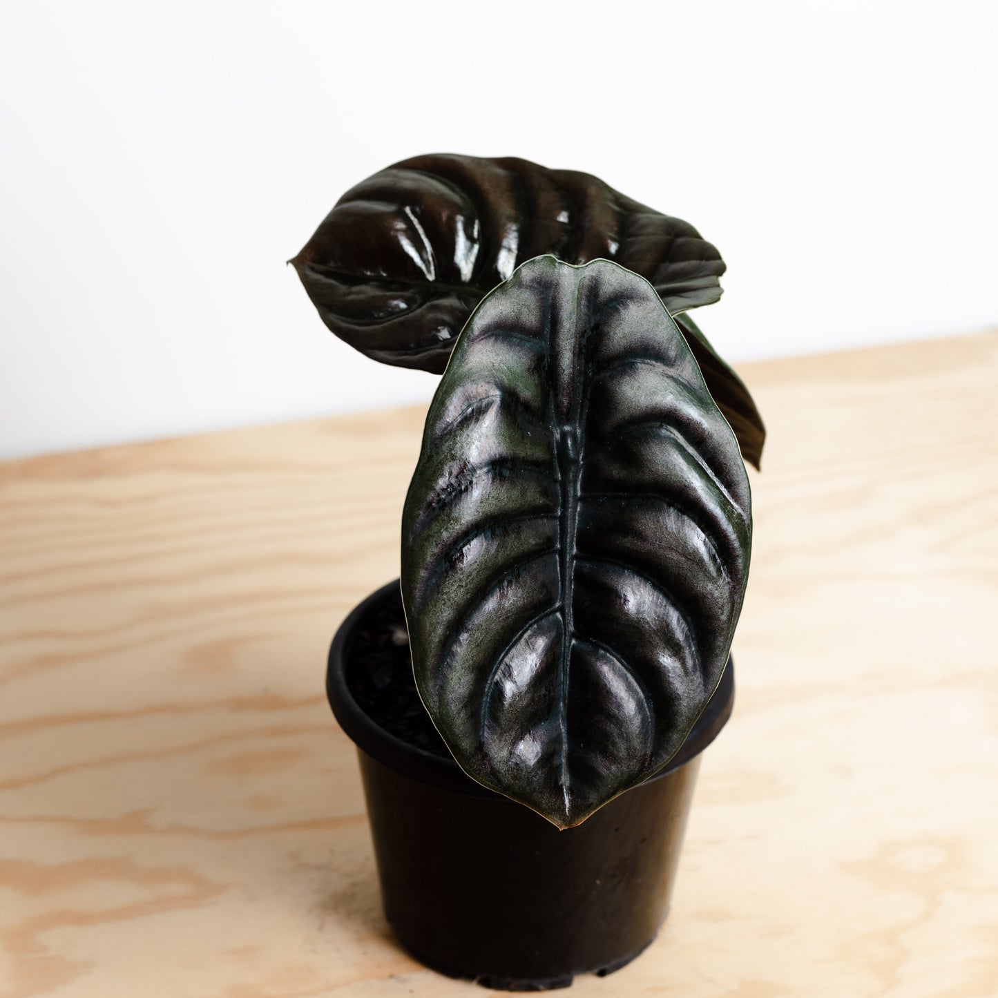 Alocasia Cuprea (140mm Pot Size)