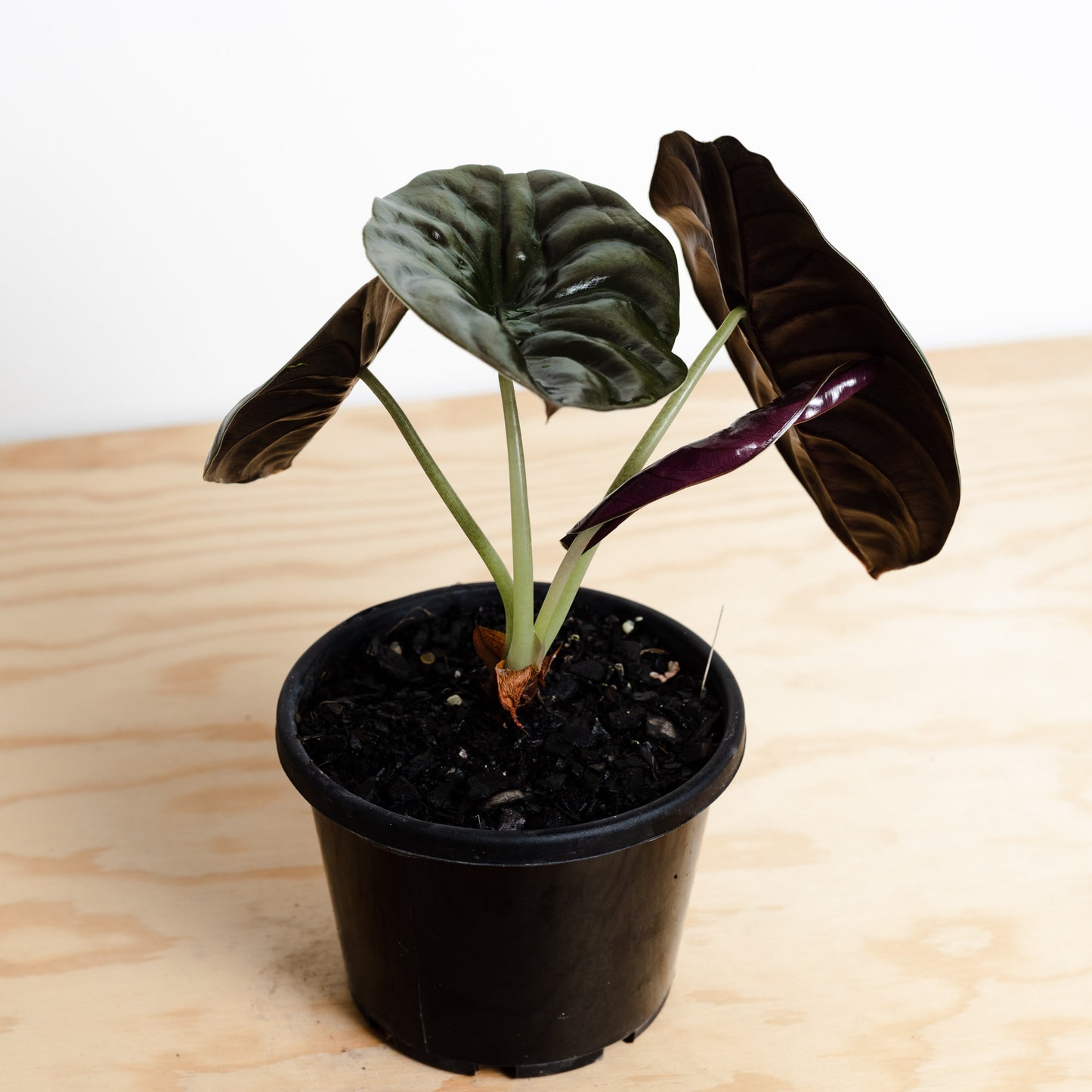 Alocasia Cuprea (140mm Pot Size)