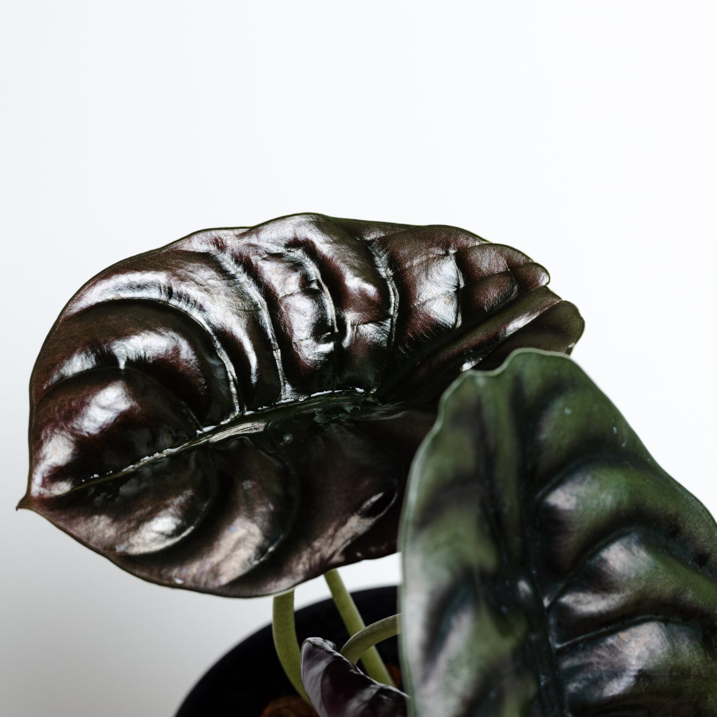 Alocasia Cuprea (140mm Pot Size)