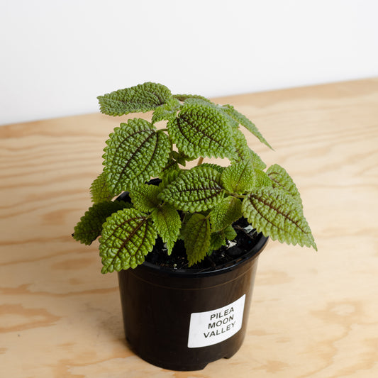 Pilea Involucrata, 'Moon Valley' (130mm Pot Size)