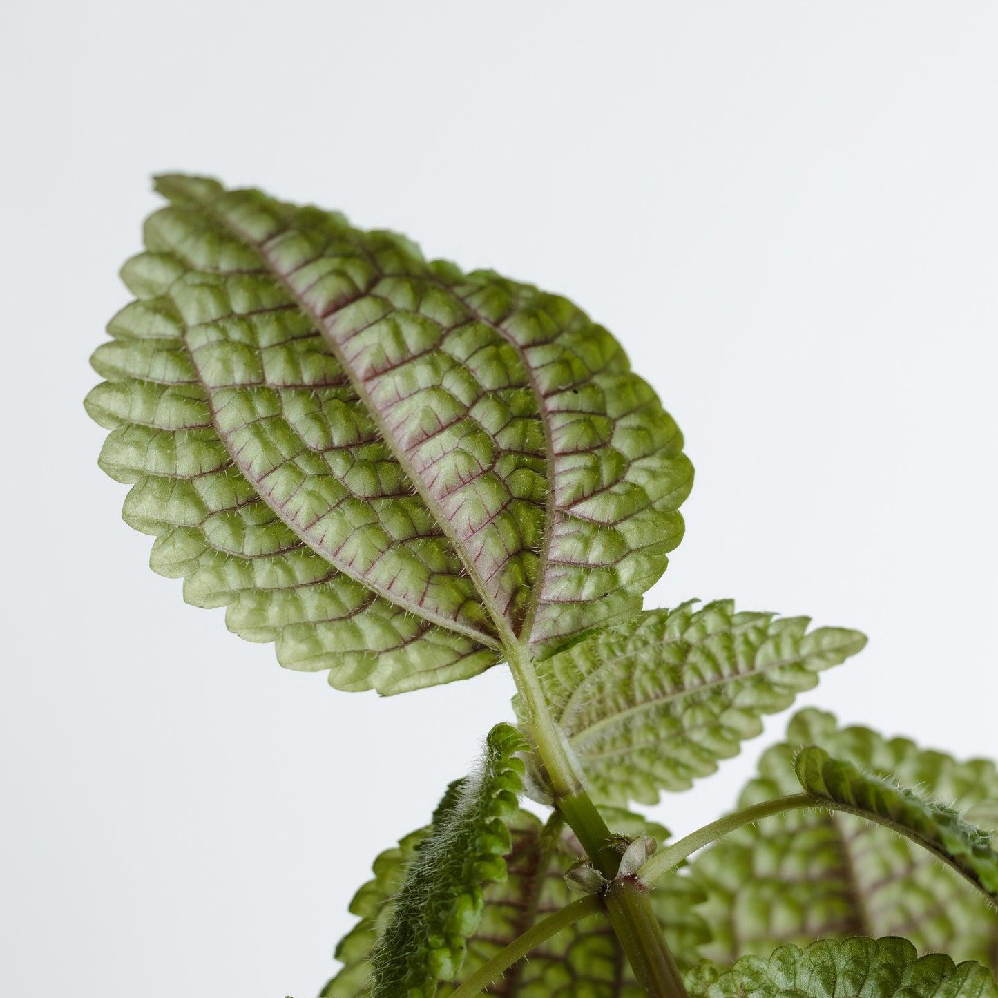 Pilea Involucrata, 'Moon Valley' (130mm Pot Size)