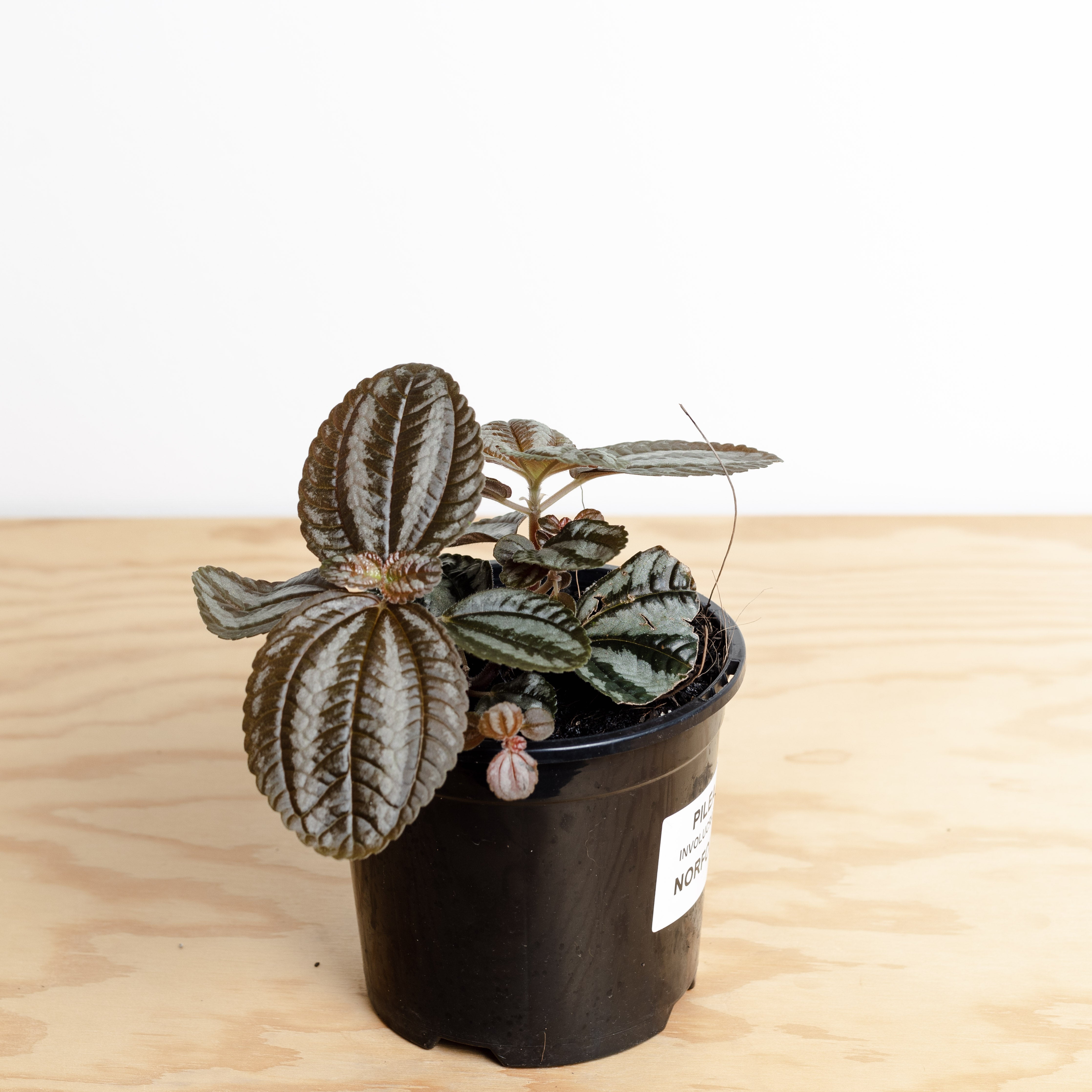 Pilea Involucrata Norfolk 130mm Pot Size Little Fox Lane pilea-involucrata-norfolk-130mm-pot-size-little-fox-lane