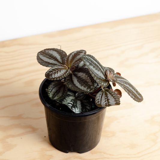 Pilea Involucrata, 'Norfolk' (130mm Pot Size)