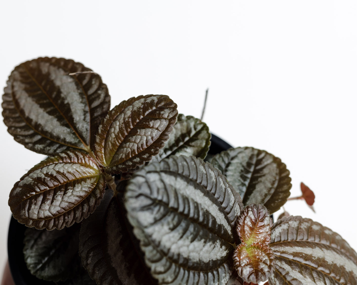 Pilea Involucrata, 'Norfolk' (130mm Pot Size)