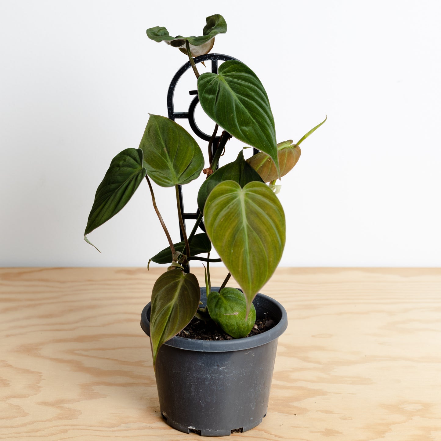 Philodendron Micans Velvet (120mm Pot Size)