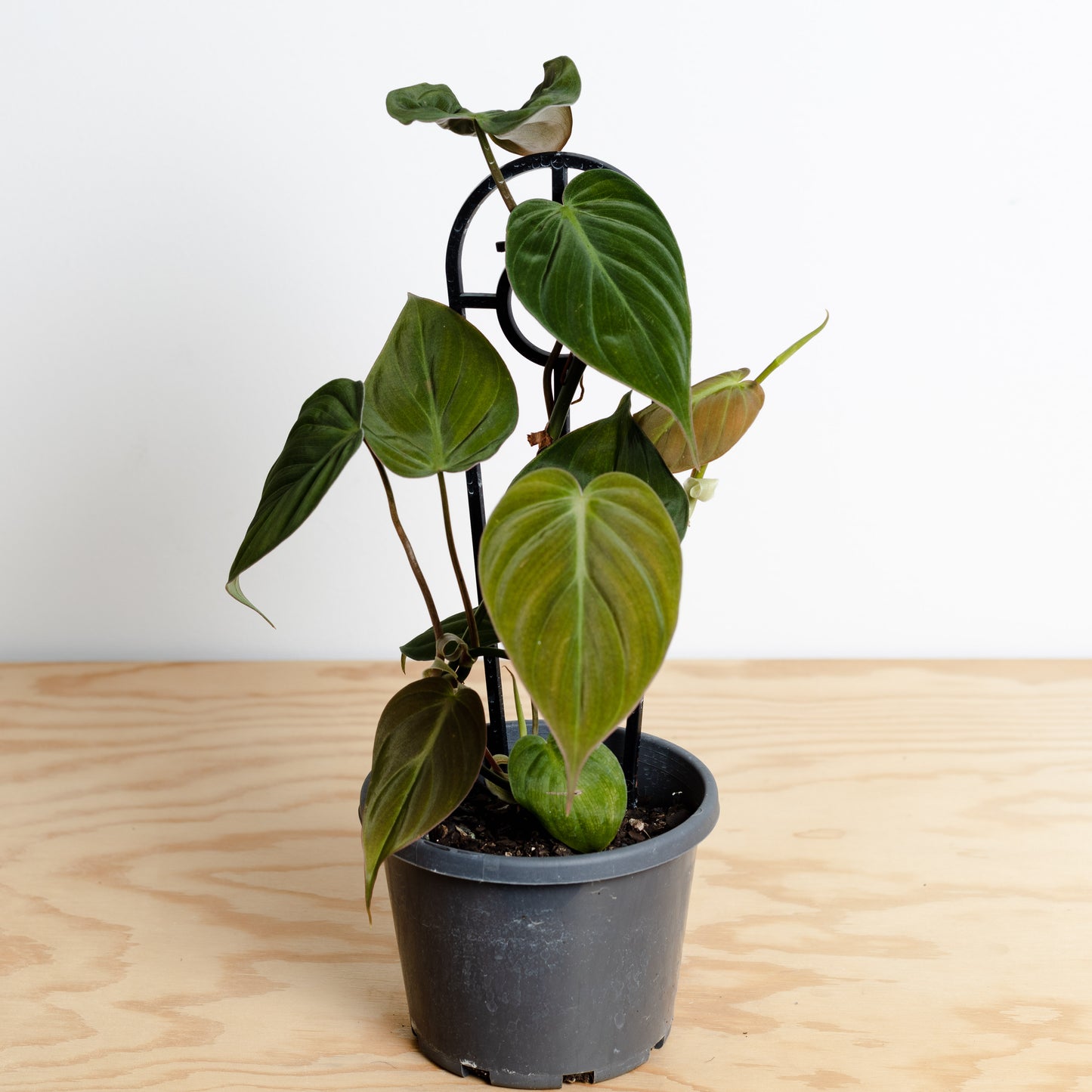 Philodendron Micans Velvet (120mm Pot Size)