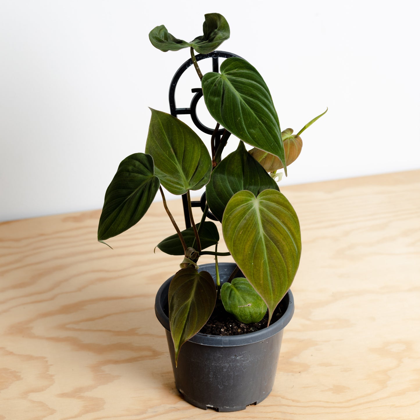 Philodendron Micans Velvet (120mm Pot Size)