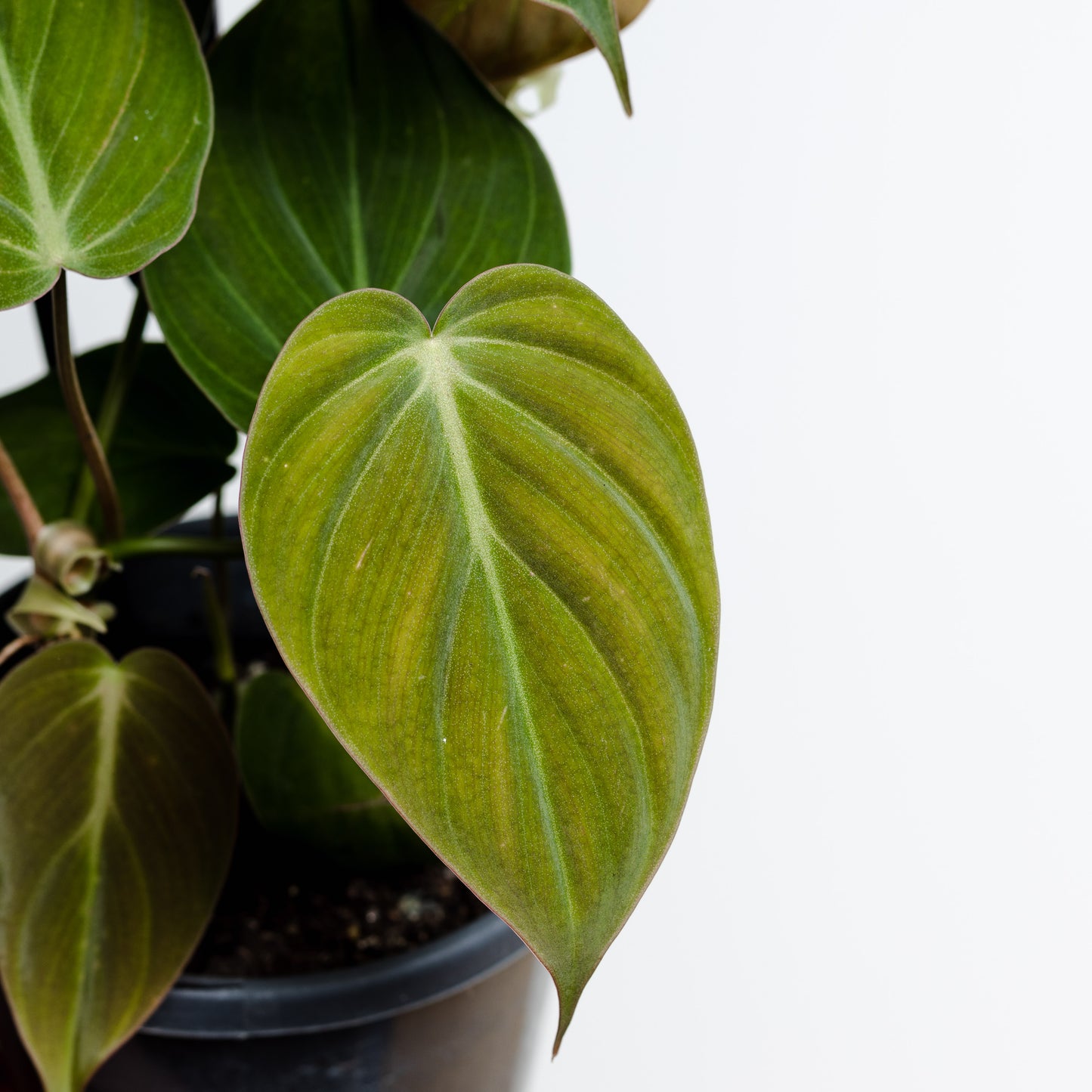 Philodendron Micans Velvet (120mm Pot Size)
