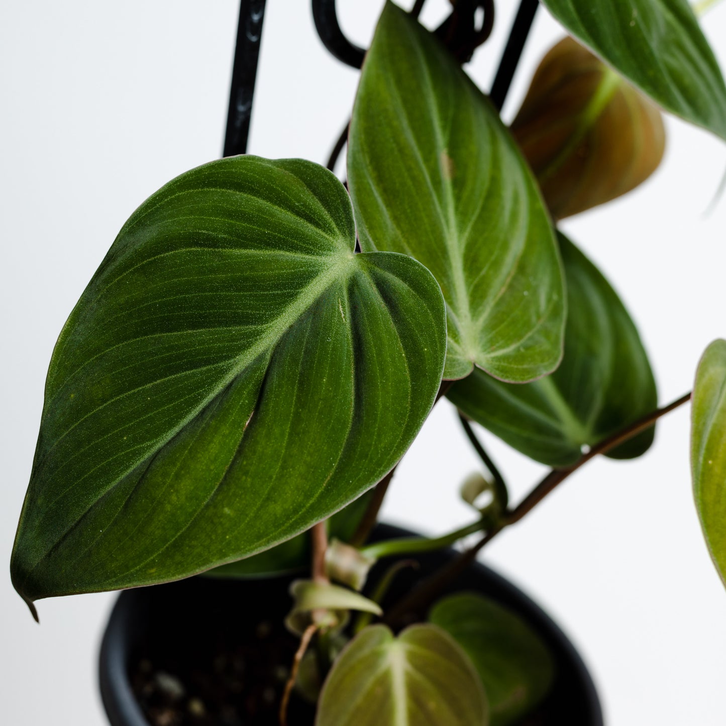 Philodendron Micans Velvet (120mm Pot Size)