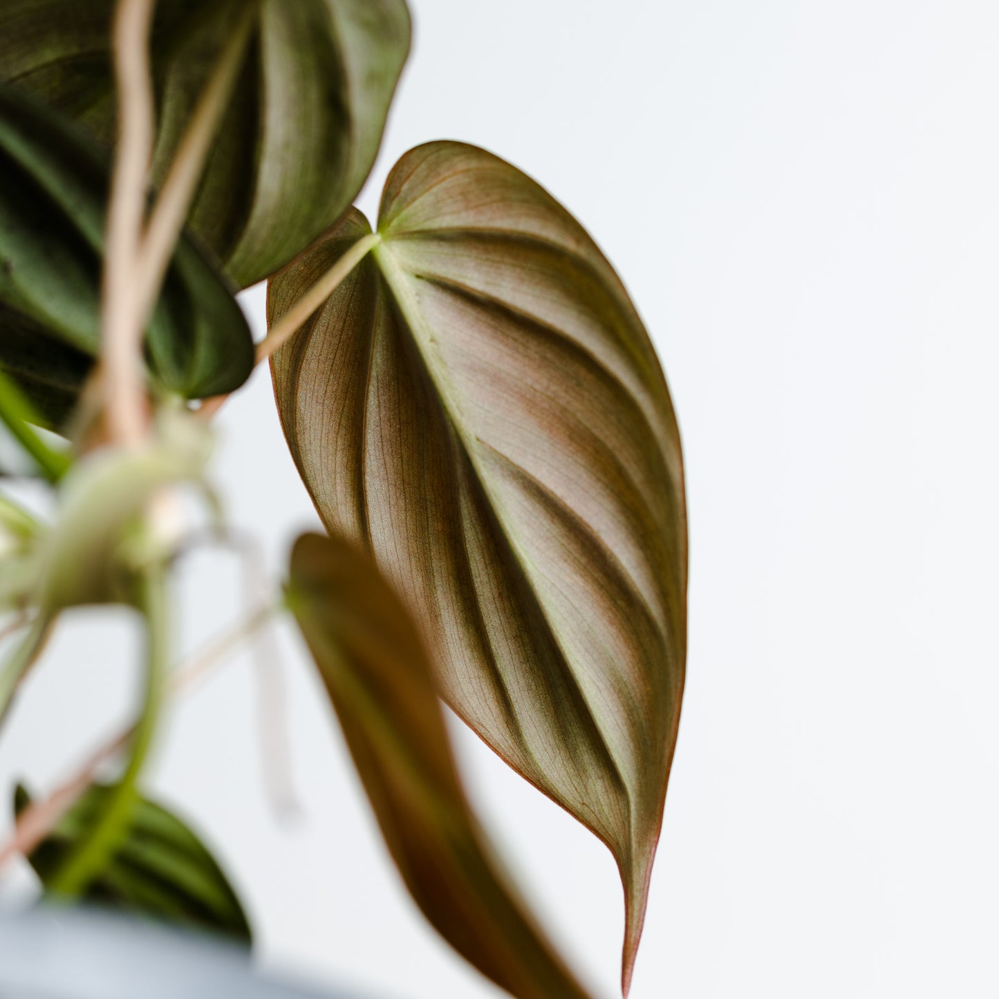 Philodendron Micans Velvet (120mm Pot Size)
