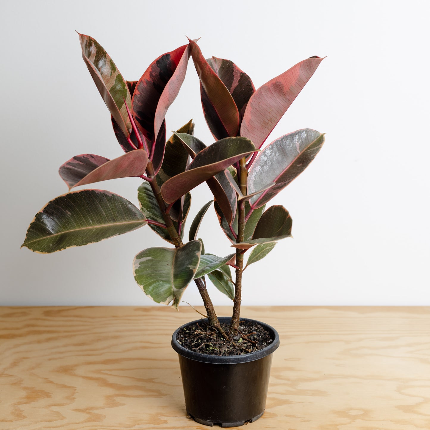 Ficus Elastica, Ruby (130mm Pot Size)