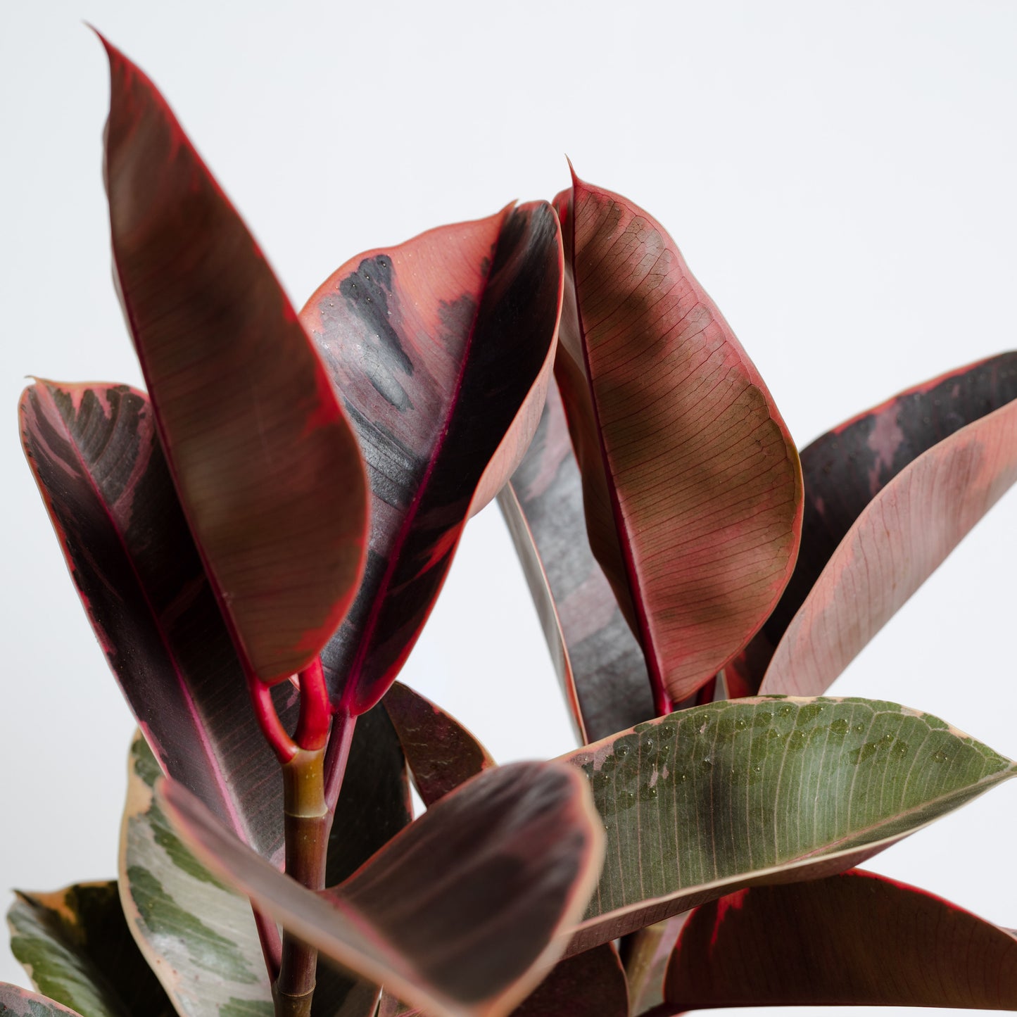 Ficus Elastica, Ruby (130mm Pot Size)