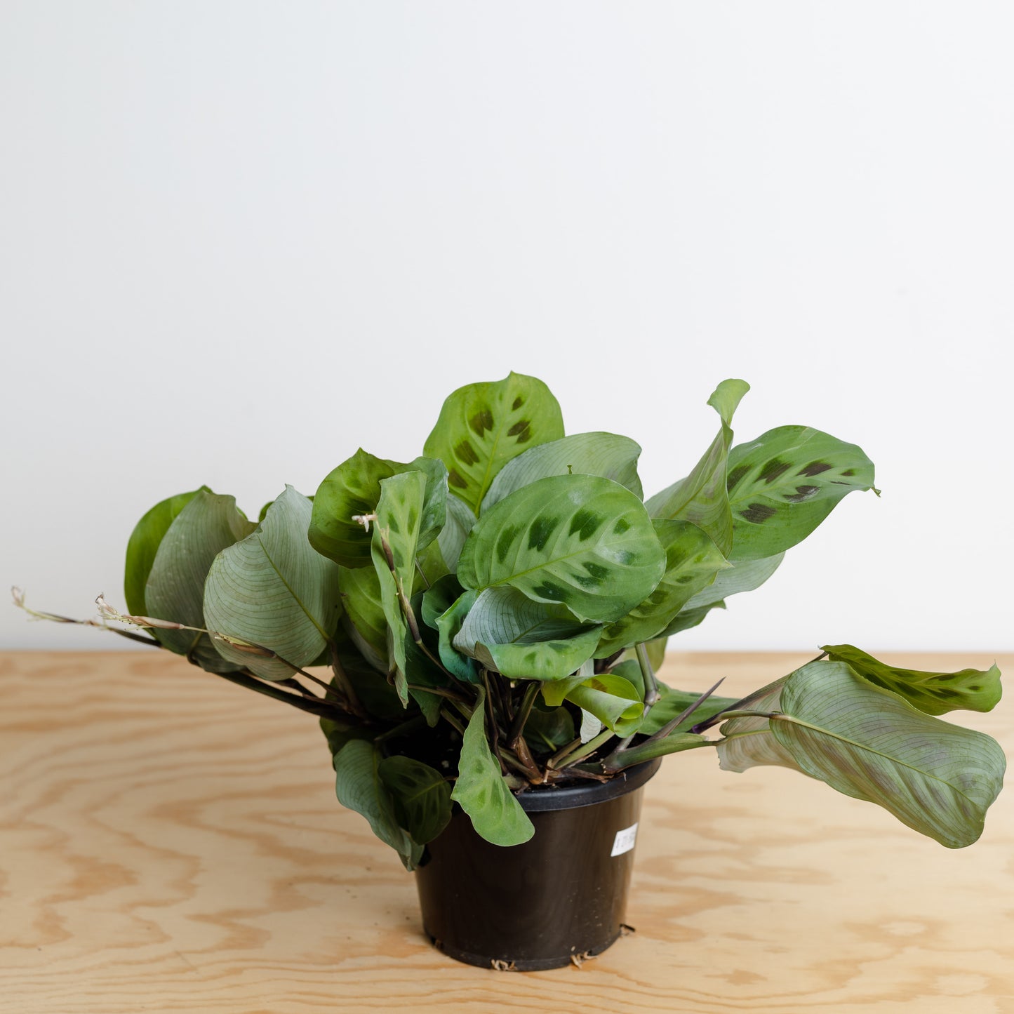 Maranta Green Prayer (130mm Pot Size)