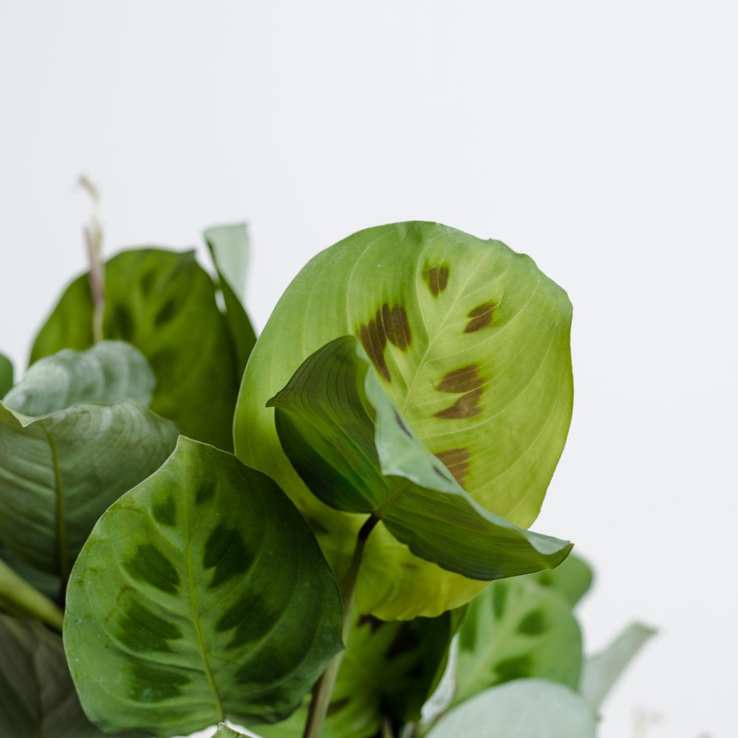Maranta Green Prayer (130mm Pot Size)