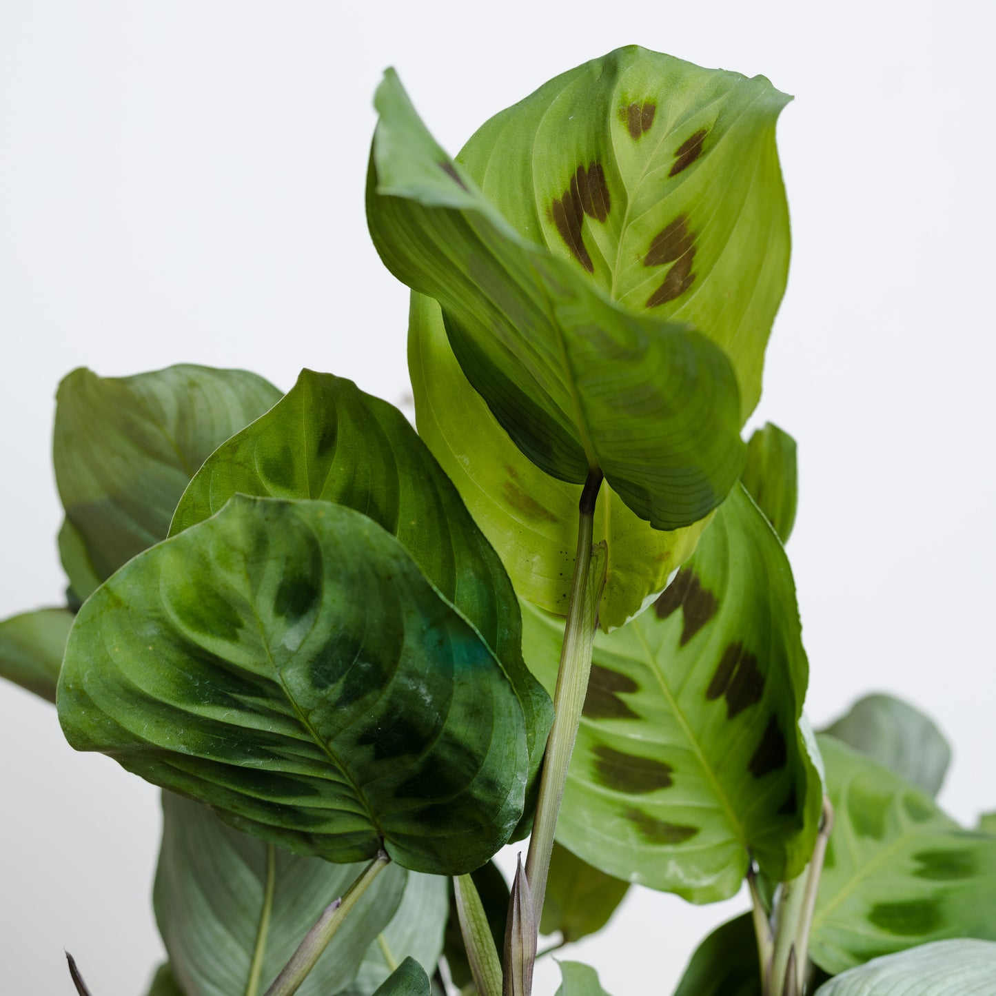 Maranta Green Prayer (130mm Pot Size)