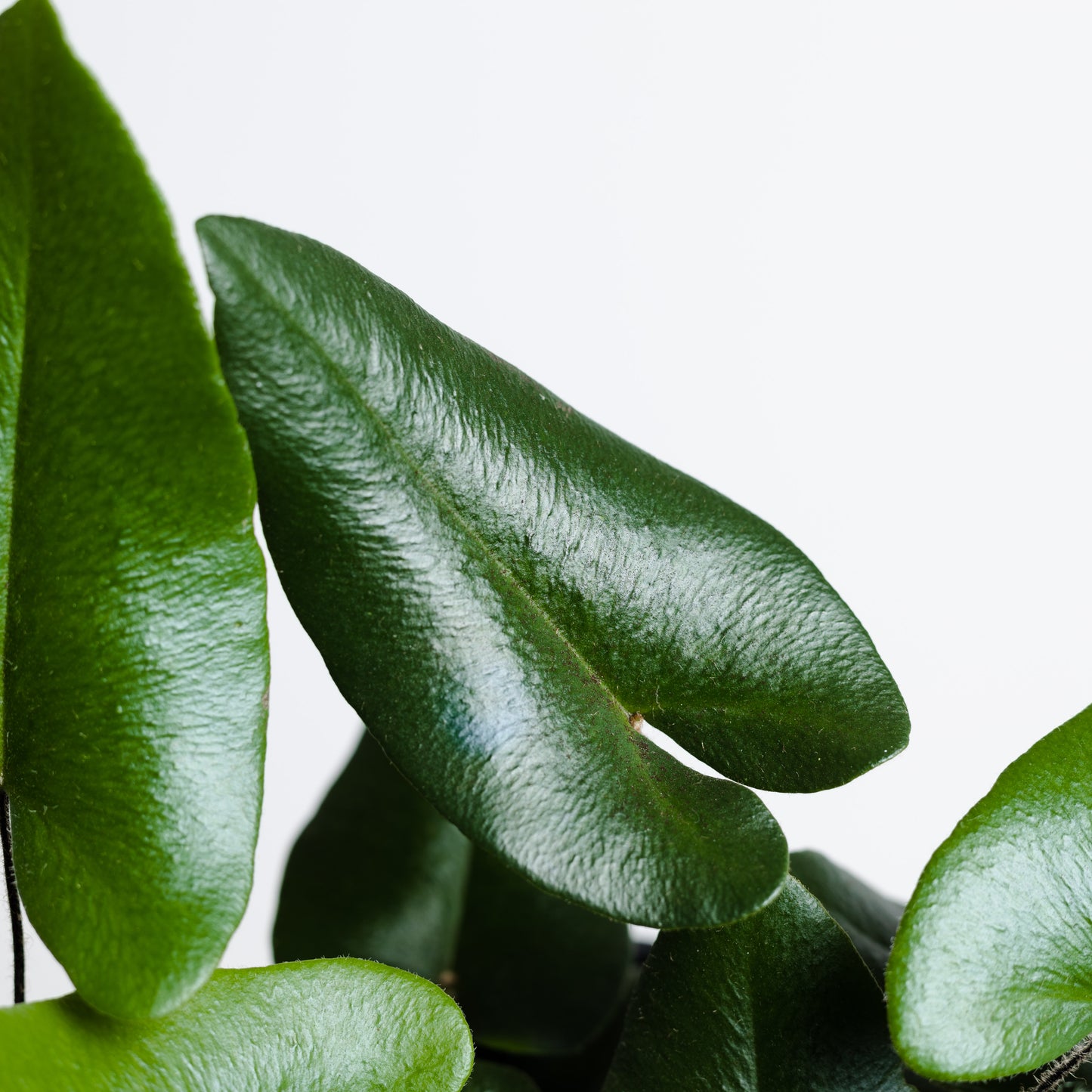Heart Fern, Hemionitis arifolia (130mm Pot Size)