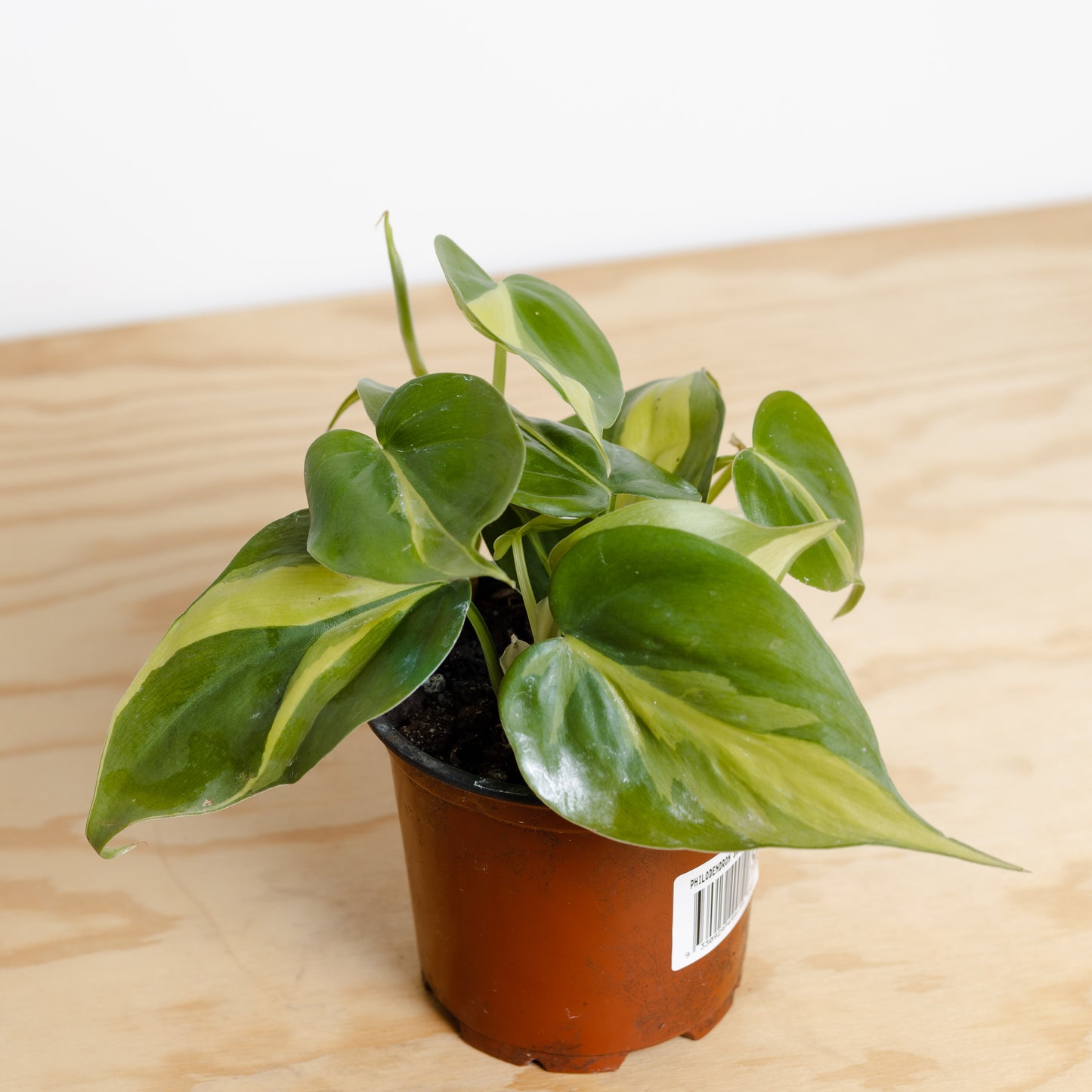 Philodendron Brazil (100mm pot)