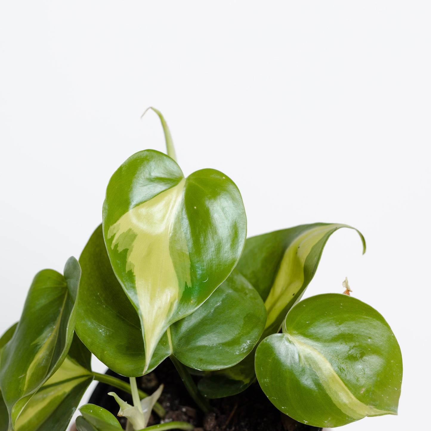 Philodendron Brazil (100mm pot)