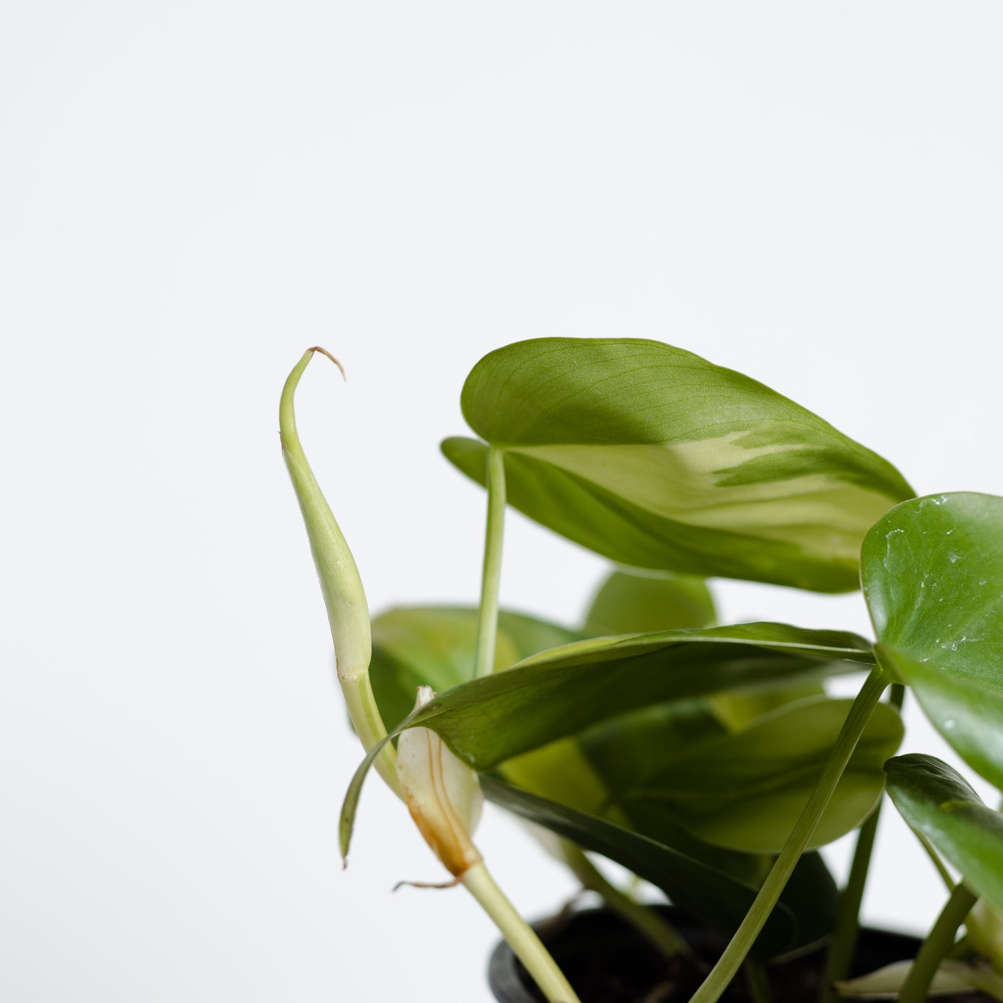 Philodendron Brazil (100mm pot)