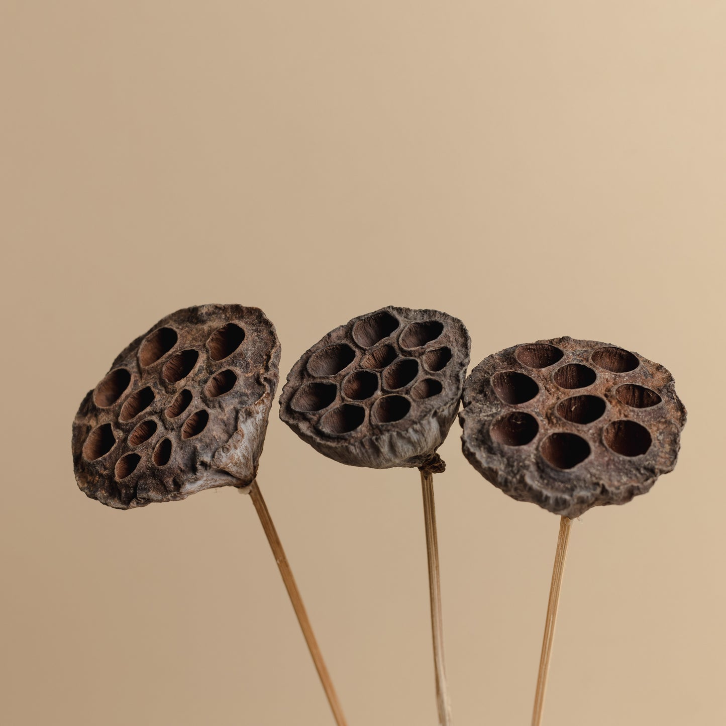 Lotus Pods