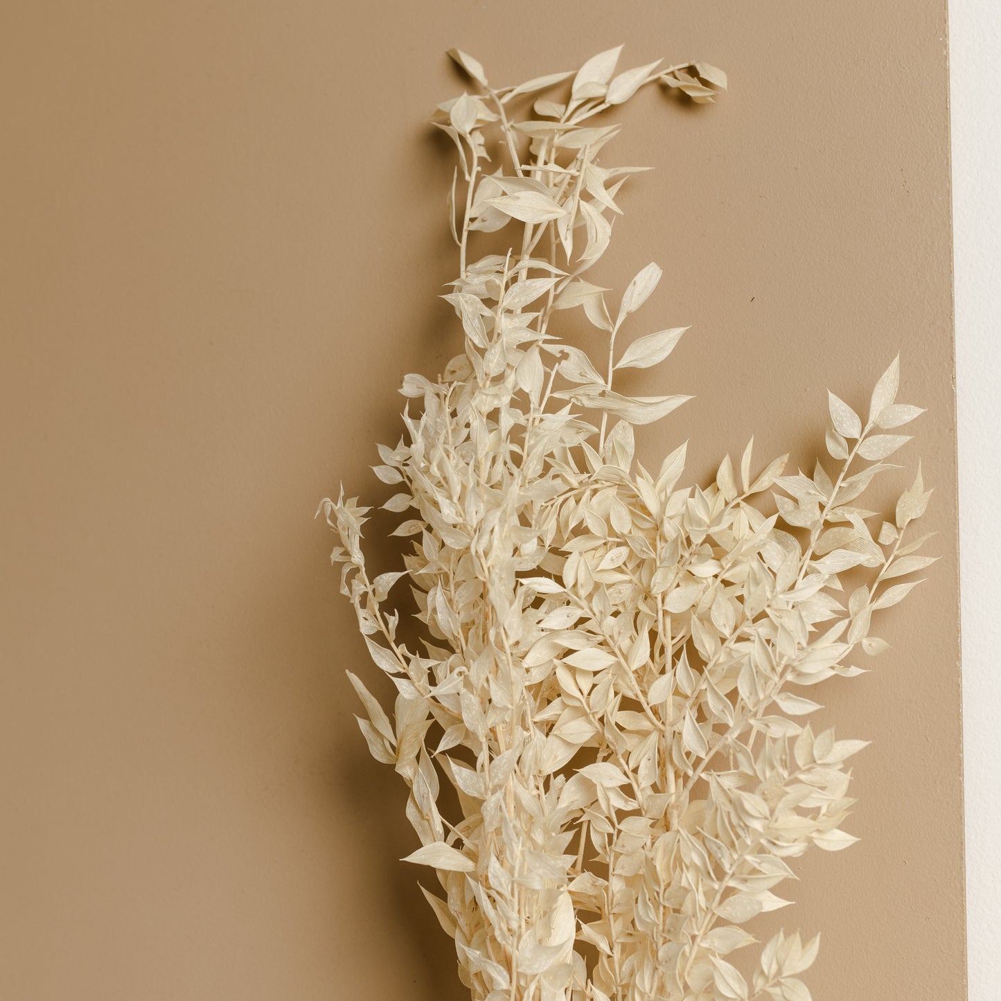 Ruscus Bunch, Off white