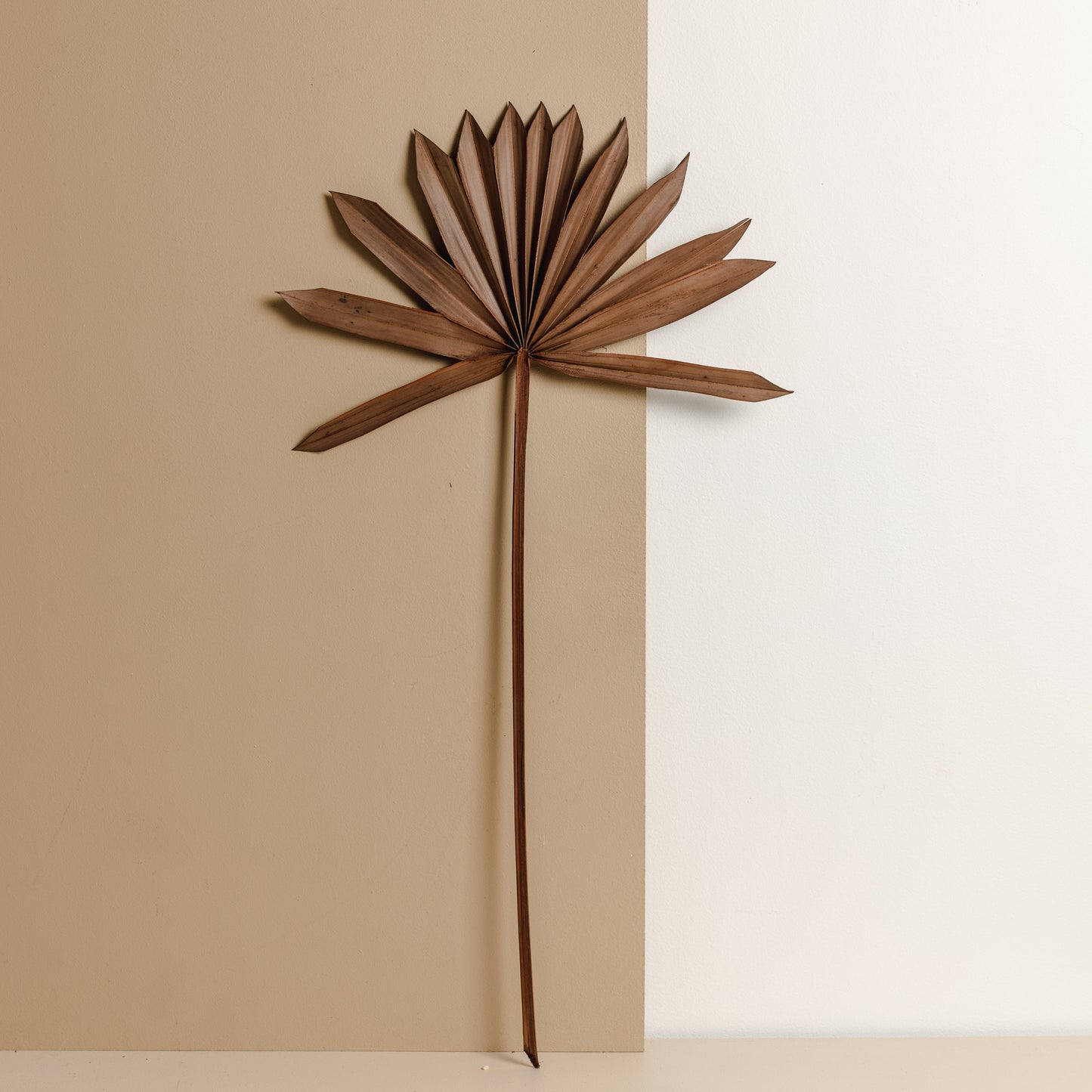 Dried Fan Palm, Brown