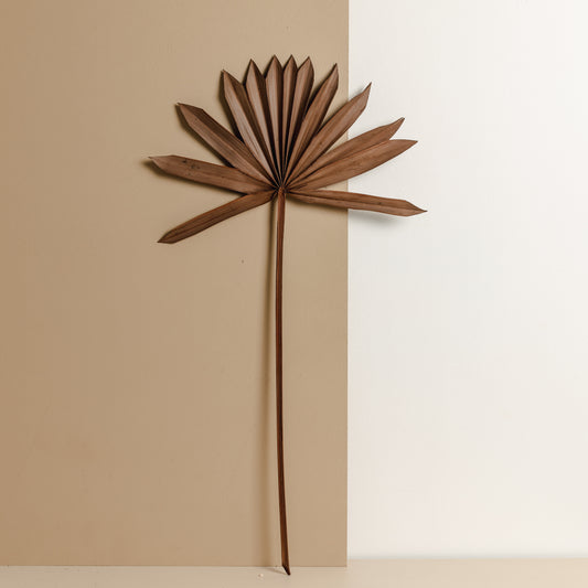Dried Fan Palm, Brown