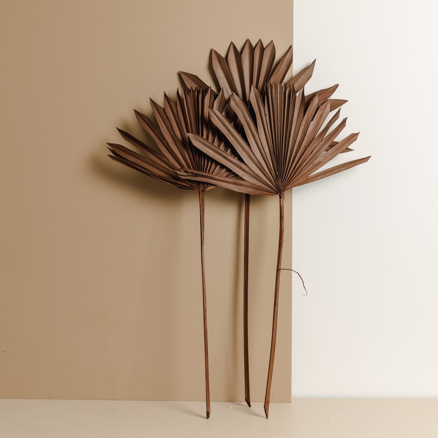 Dried Fan Palm, Brown