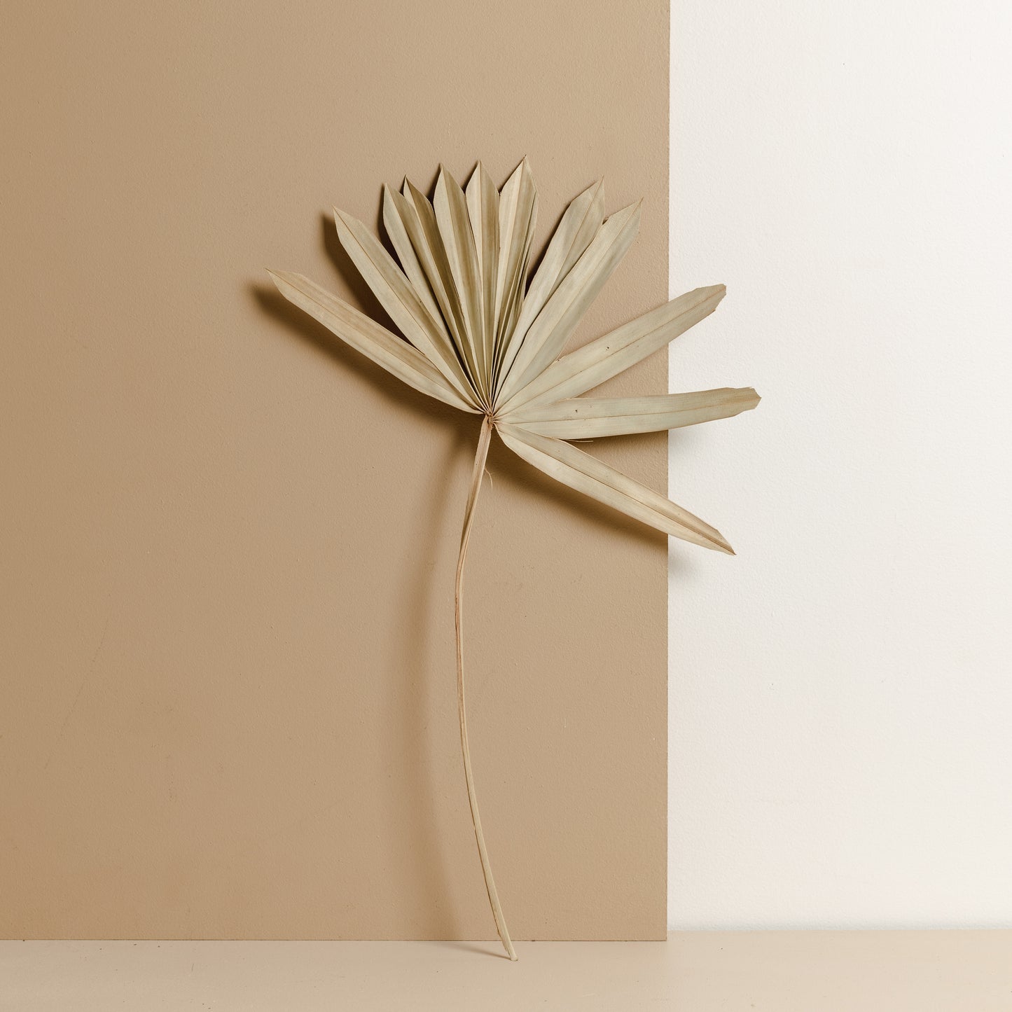 Dried Fan Palm, Natural