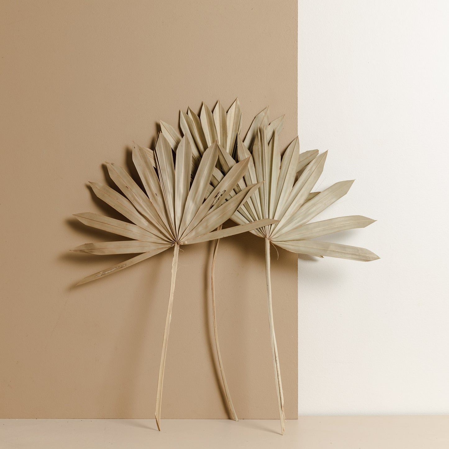 Dried Fan Palm, Natural