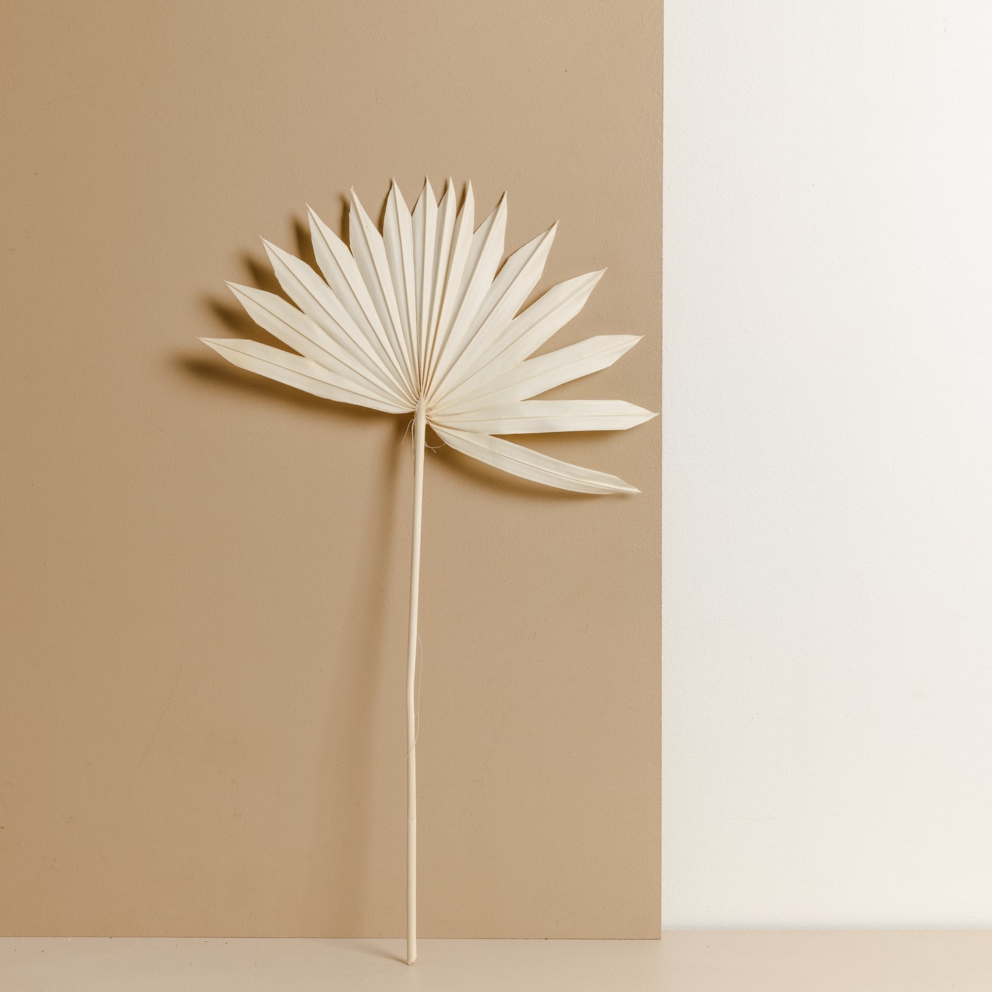 Dried Fan Palm, White