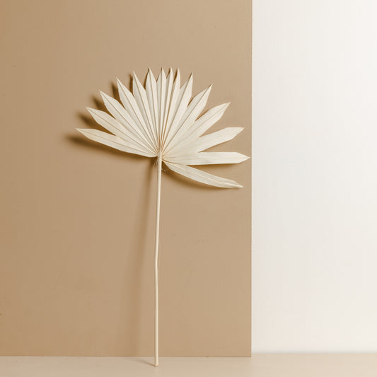 Dried Fan Palm, White