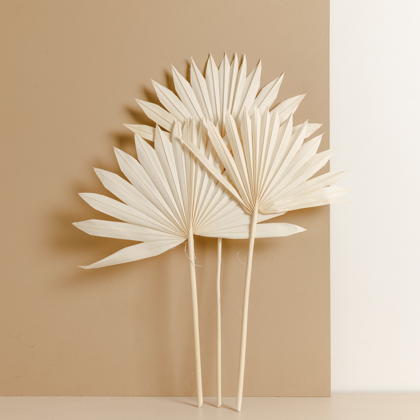Dried Fan Palm, White