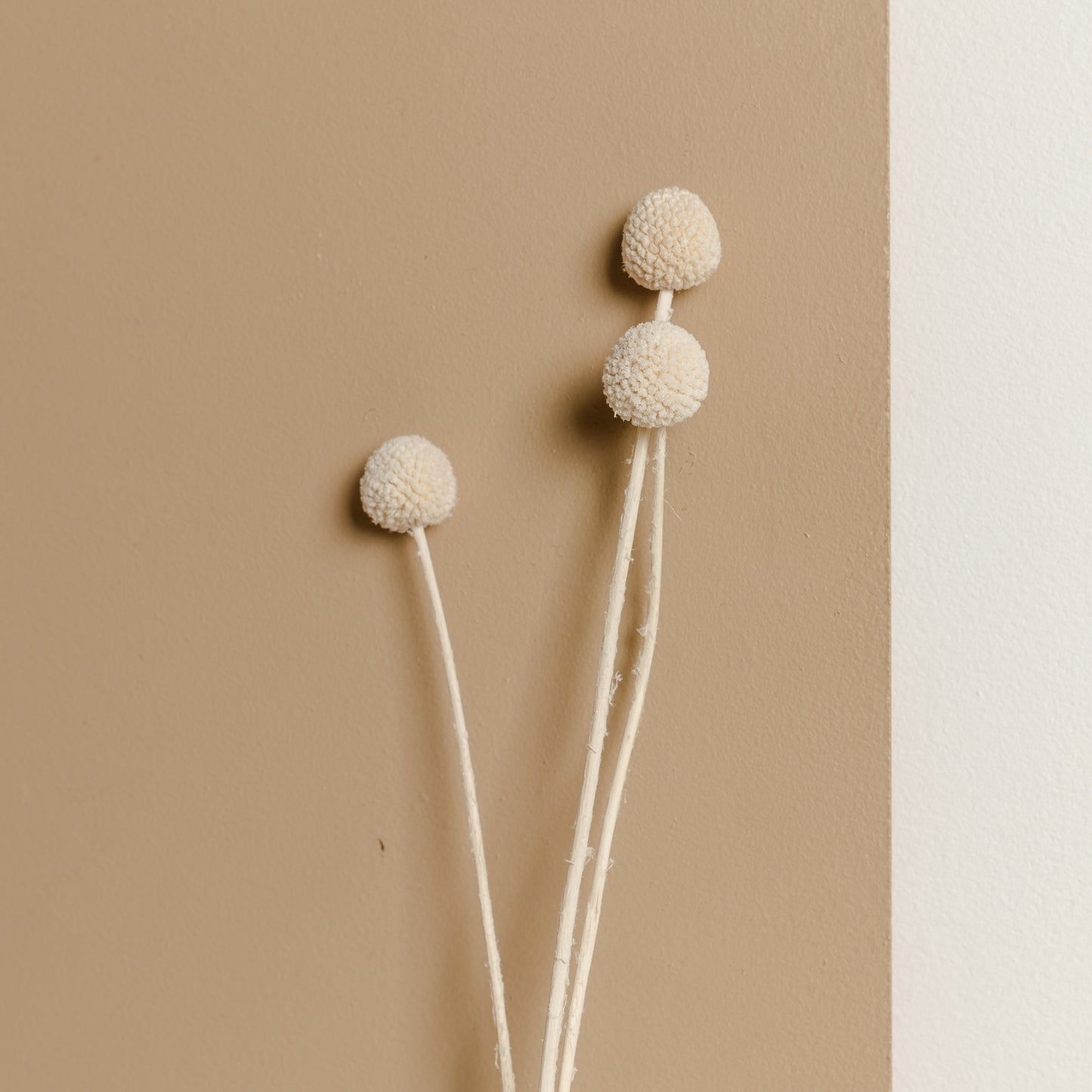 Billy Buttons