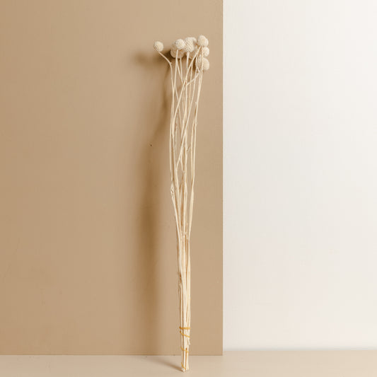Billy Buttons