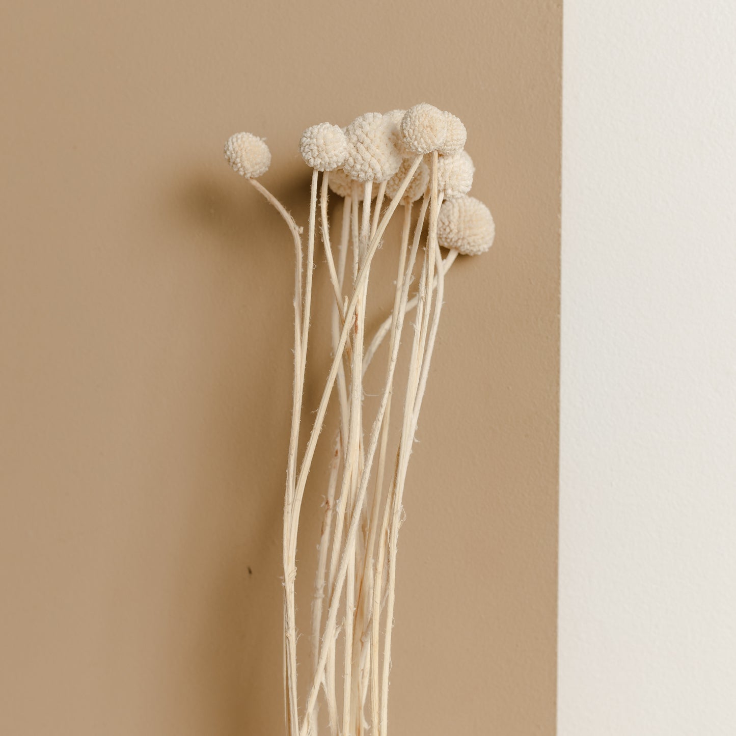 Billy Buttons