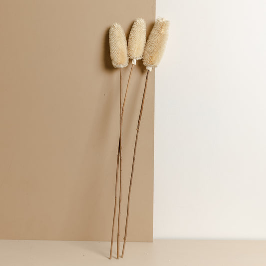 Brush Flower (White)