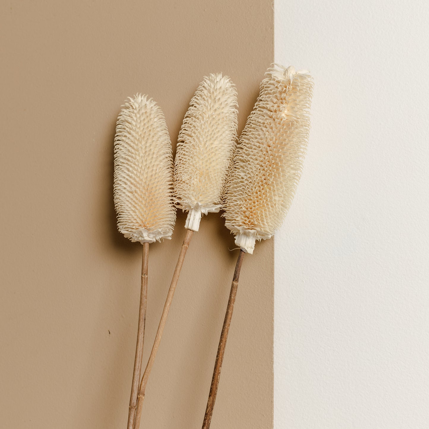 Brush Flower (White)