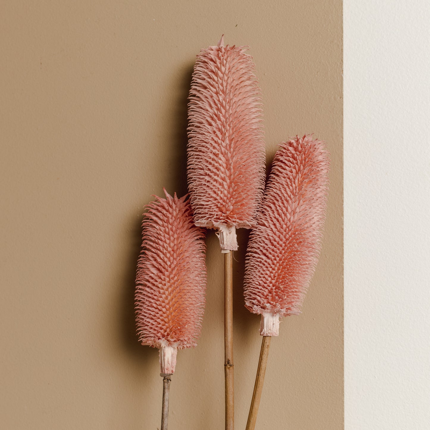 Brush Flower (Pink)