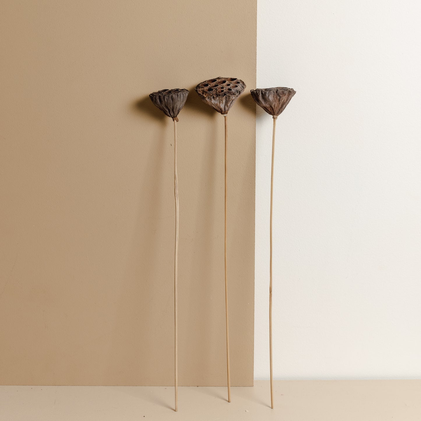 Lotus Pods