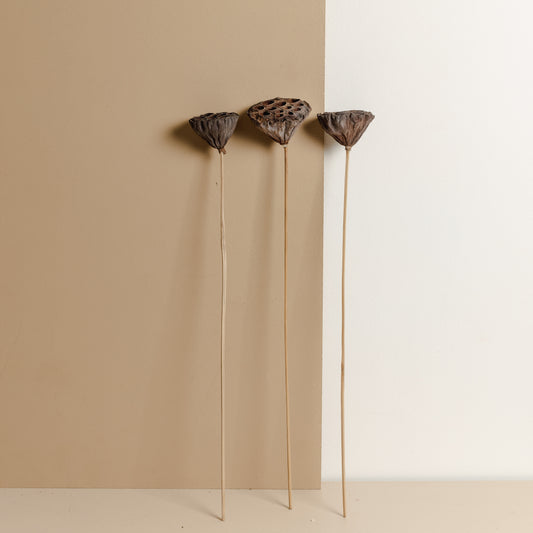 Lotus Pods