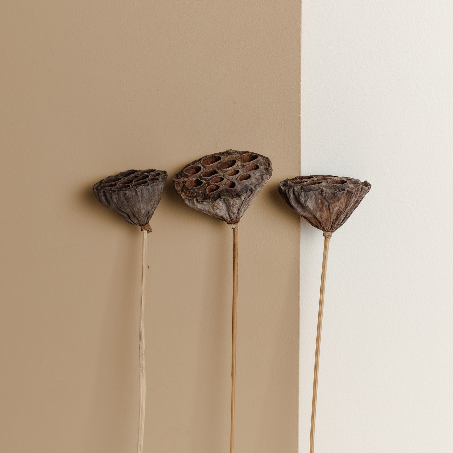 Lotus Pods