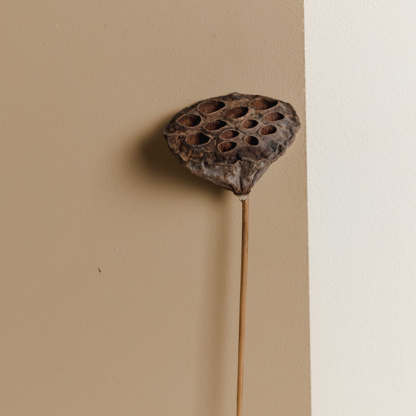 Lotus Pods