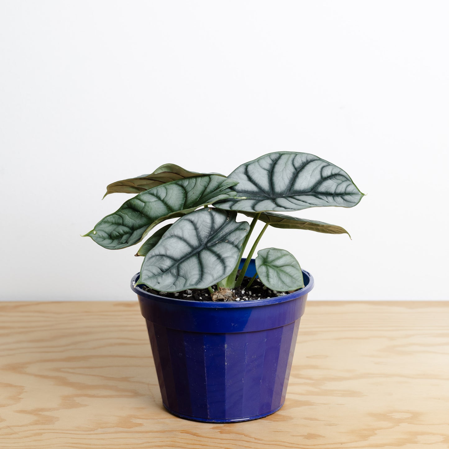 Alocasia Silver Dragon (160mm Pot Size)