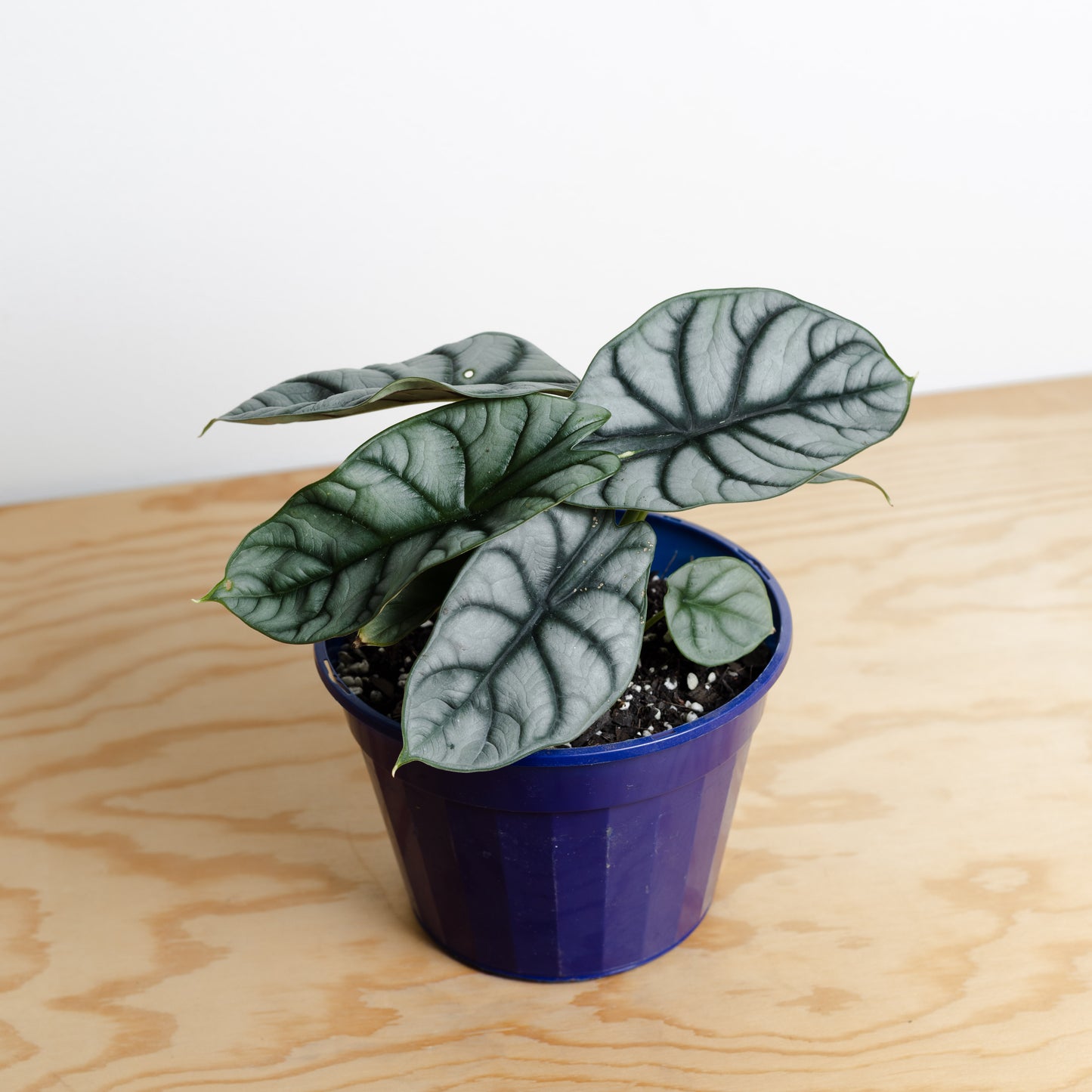 Alocasia Silver Dragon (160mm Pot Size)