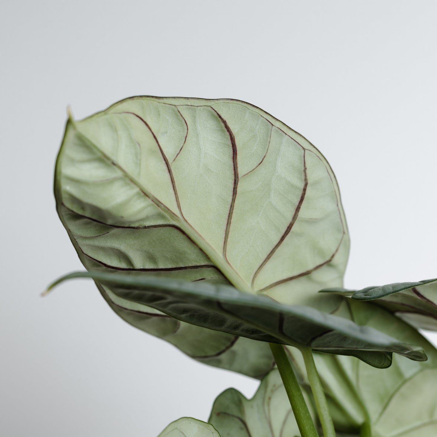 Alocasia Silver Dragon (160mm Pot Size)