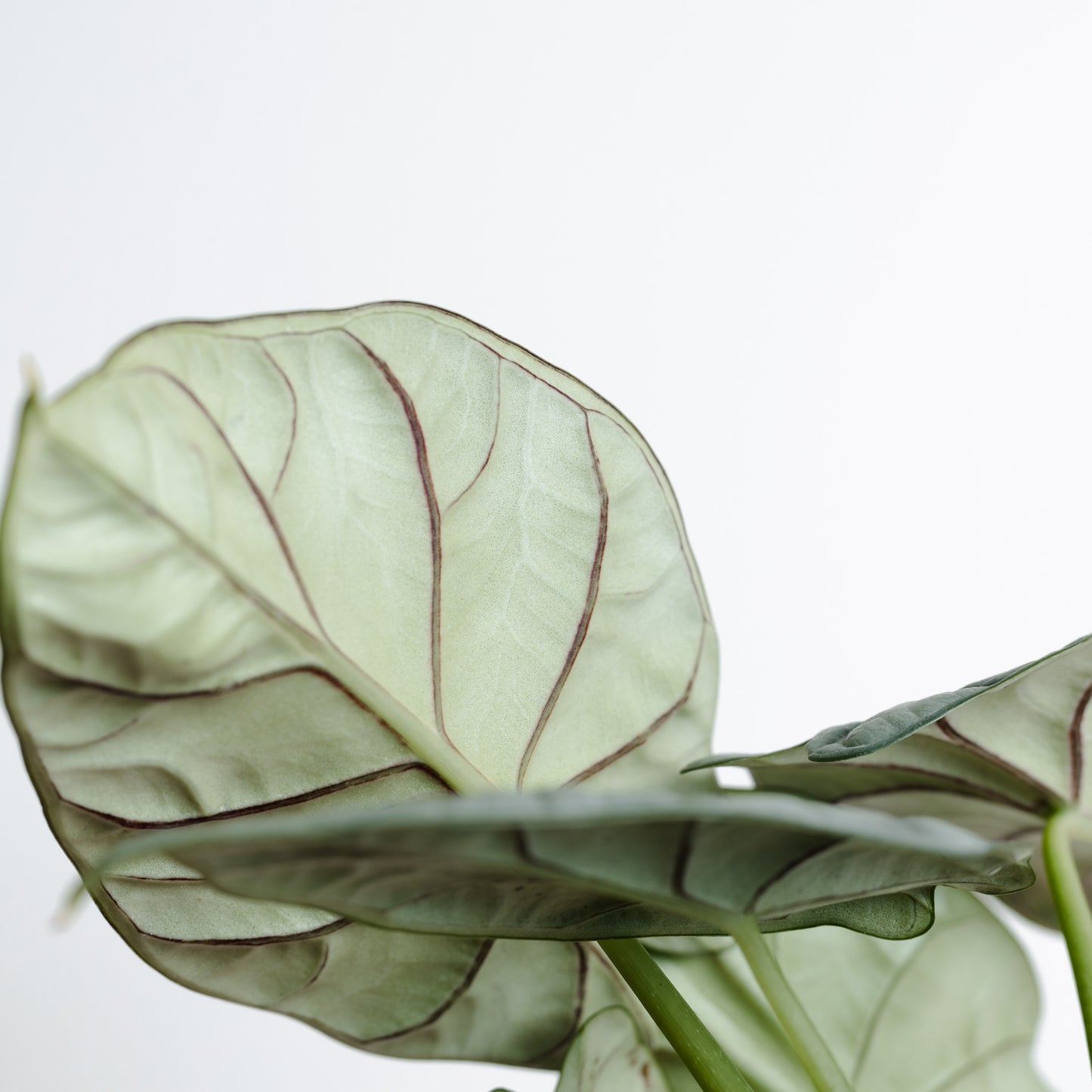 Alocasia Silver Dragon (160mm Pot Size)